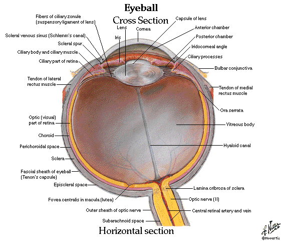 eye anatomy - Netter